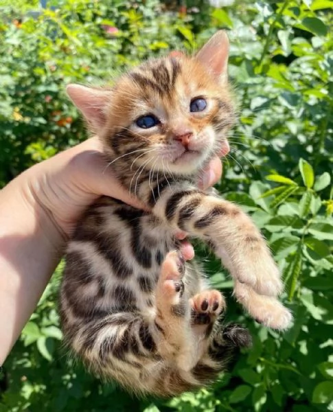 Bengala 3 femminucce e 2 maschietti | Foto 1