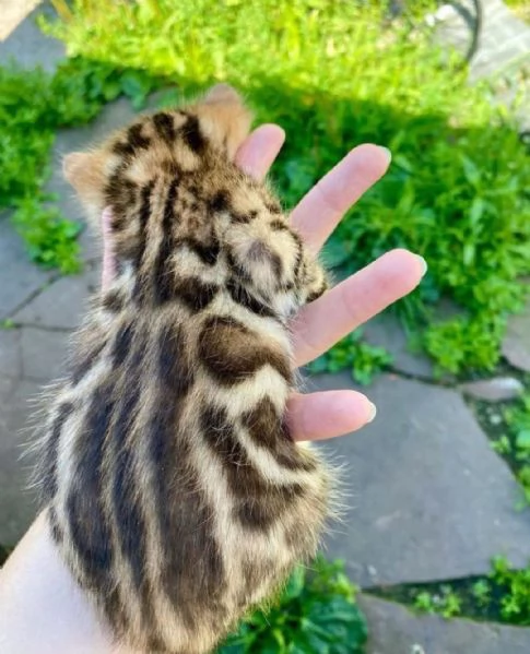 Bengala 3 femminucce e 2 maschietti | Foto 0