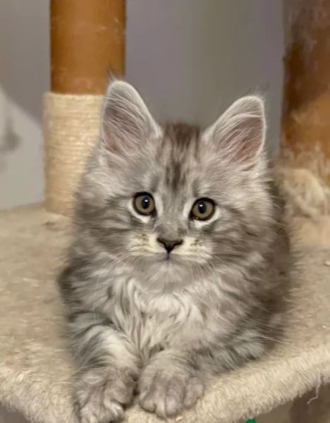 Adozione Maine Coon molto socializzati | Foto 1