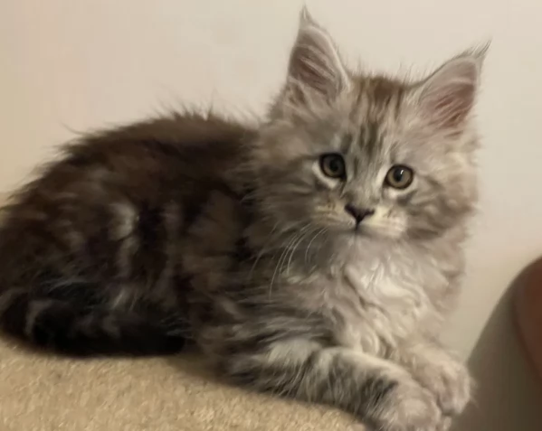 Adozione Maine Coon molto socializzati | Foto 0