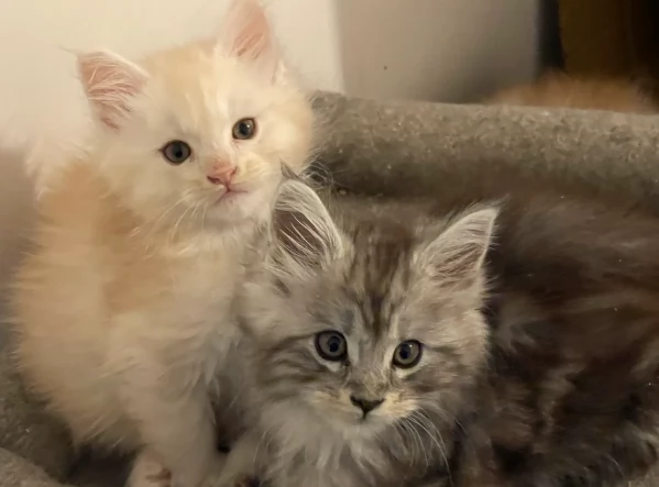 Adozione Maine Coon molto socializzati