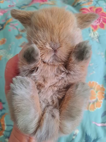 Cuccioli Coniglio nano ariete minilop | Foto 3