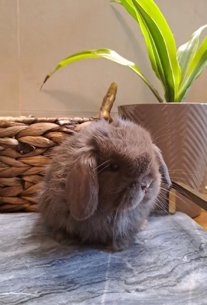 Cuccioli Coniglio nano ariete minilop | Foto 2