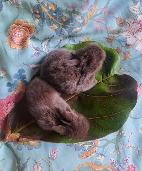 Cuccioli Coniglio nano ariete minilop | Foto 1