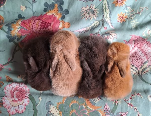 Cuccioli Coniglio nano ariete minilop | Foto 0