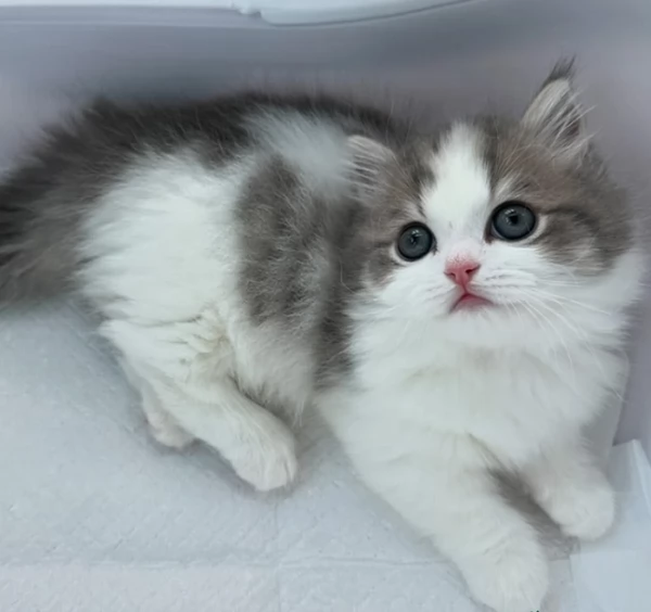 Gattini puri Munchkin | Foto 0