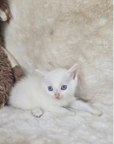 Gattini puri Munchkin