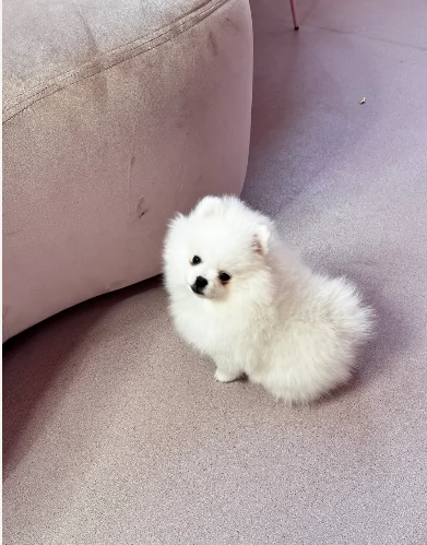 Piccolo Pomerania cucciolo | Foto 0