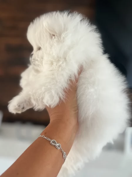 Piccolo Pomerania cucciolo