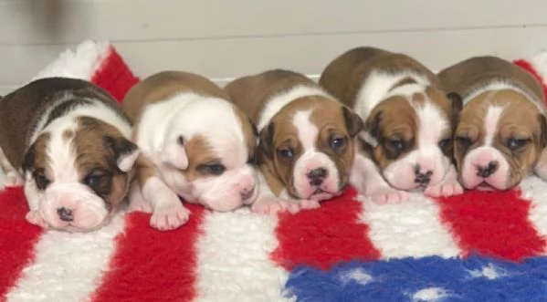 CUCCIOLI AMSTAFF DISPONIBILI