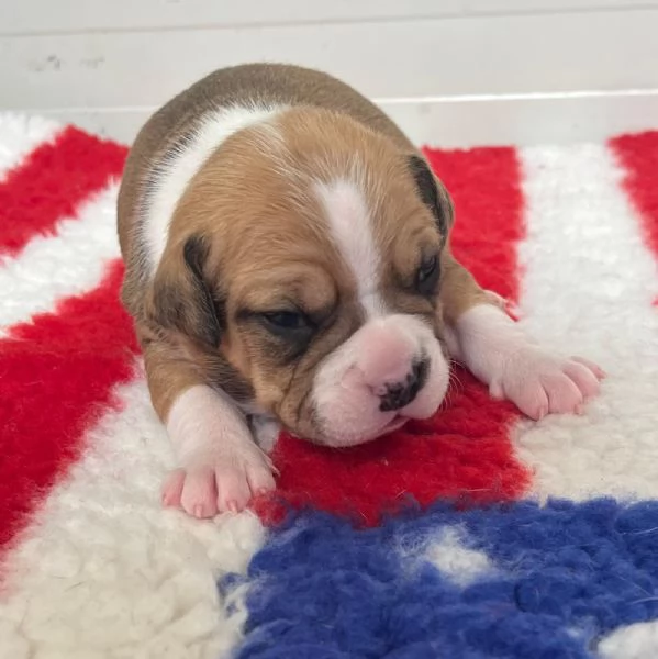 CUCCIOLI AMSTAFF DISPONIBILI | Foto 5