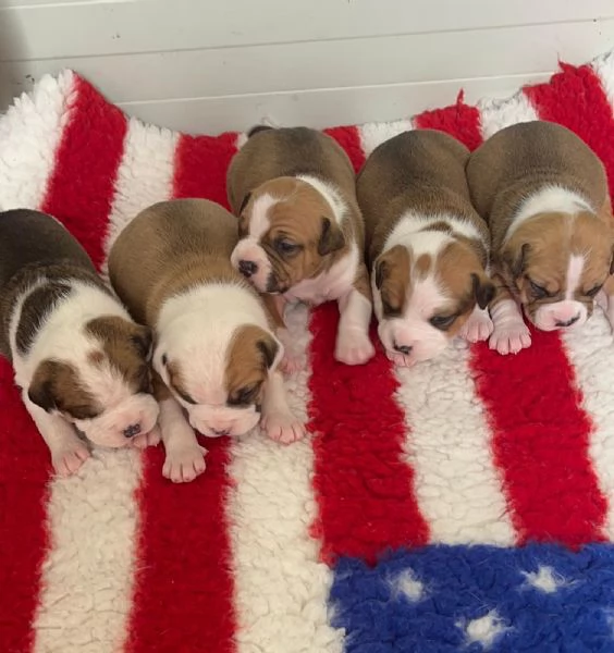 CUCCIOLI AMSTAFF DISPONIBILI | Foto 4