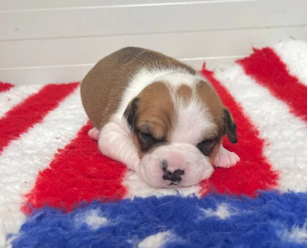 CUCCIOLI AMSTAFF DISPONIBILI | Foto 3