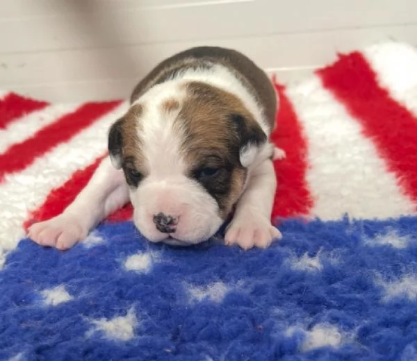 CUCCIOLI AMSTAFF DISPONIBILI | Foto 2