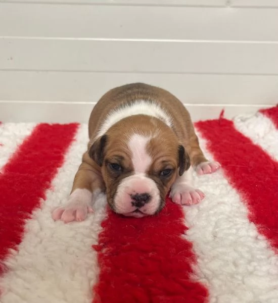 CUCCIOLI AMSTAFF DISPONIBILI | Foto 1