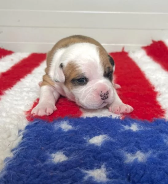 CUCCIOLI AMSTAFF DISPONIBILI | Foto 0