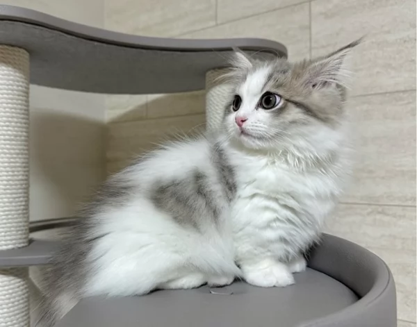 Munchkin gattini zampe corte