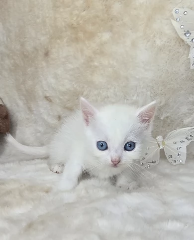 Munchkin gattini zampe corte | Foto 0