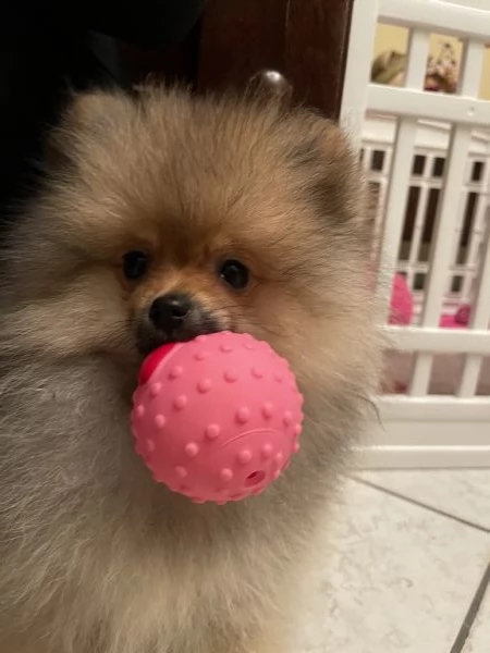 Spitz tedesco nano di Pomerania 