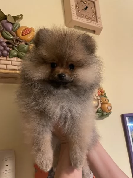 Spitz tedesco nano di Pomerania  | Foto 3