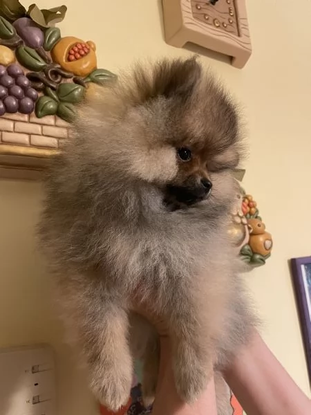 Spitz tedesco nano di Pomerania  | Foto 2