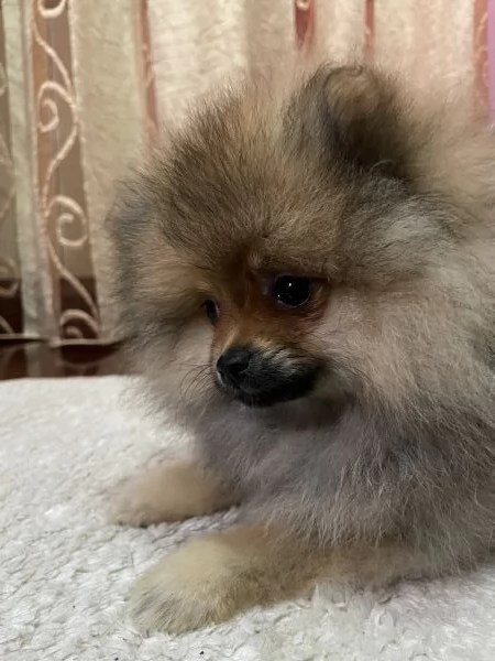 Spitz tedesco nano di Pomerania  | Foto 1