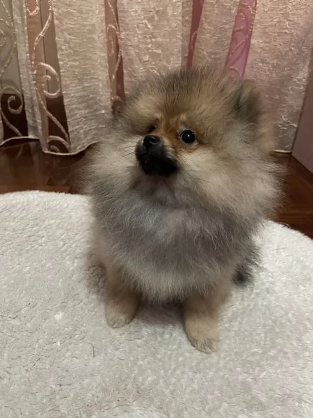 Spitz tedesco nano di Pomerania  | Foto 0