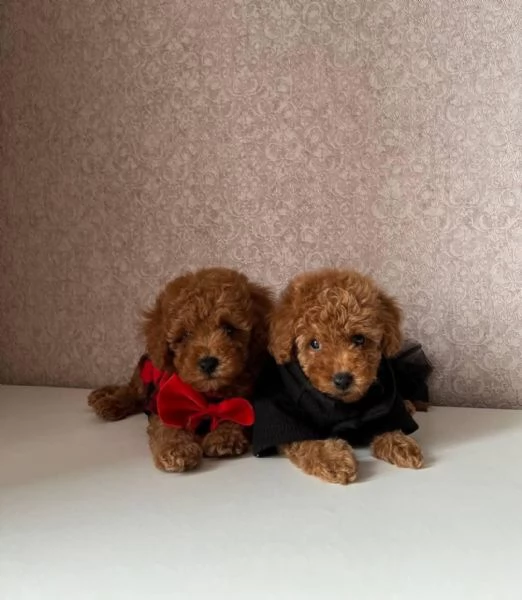 Barboncini toy fulvi pedigree ENCI