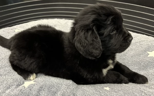 Stupendi cuccioli di Terranova puri | Foto 1