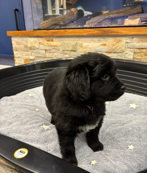 Stupendi cuccioli di Terranova puri | Foto 0