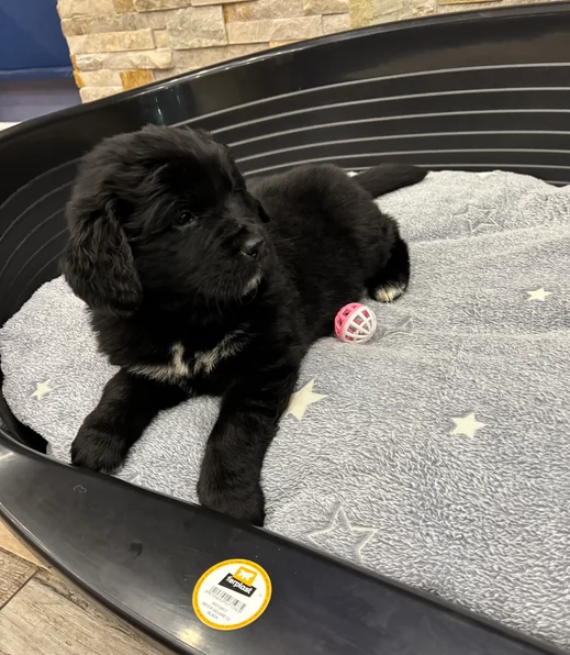 Stupendi cuccioli di Terranova puri