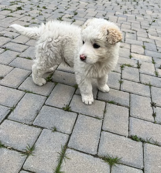 Regalo cucciolo pastore maremmano femmina