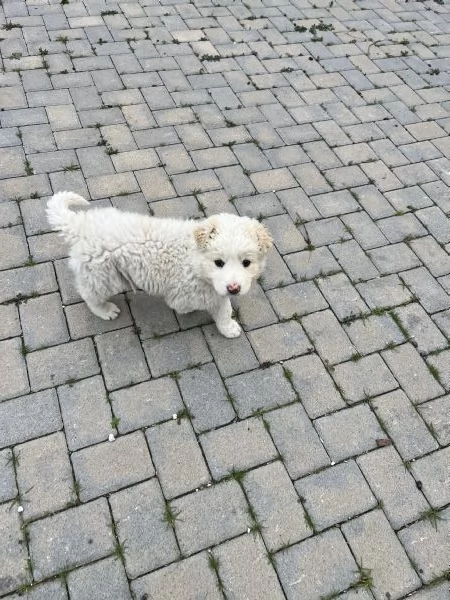 Regalo cucciolo pastore maremmano femmina | Foto 1