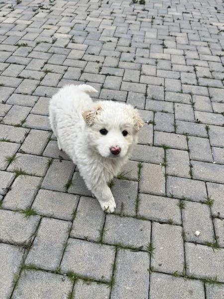 Regalo cucciolo pastore maremmano femmina | Foto 0