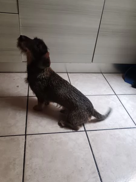 Bassotto tedesco | Foto 2