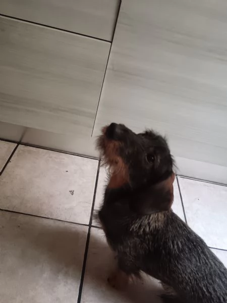 Bassotto tedesco | Foto 1