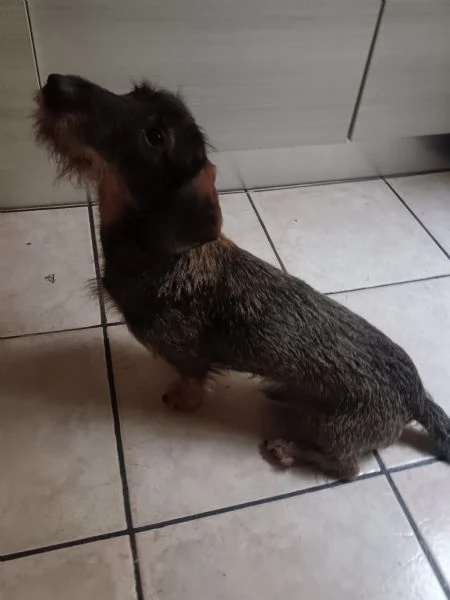 Bassotto tedesco | Foto 0