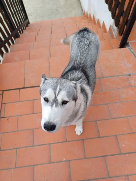 Regalo Siberian Husky 