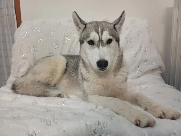 Regalo Siberian Husky  | Foto 0
