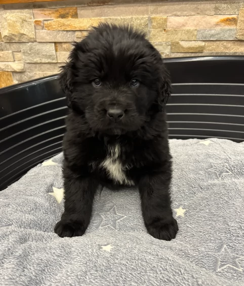 Adozione di du Terranova cuccioli | Foto 0