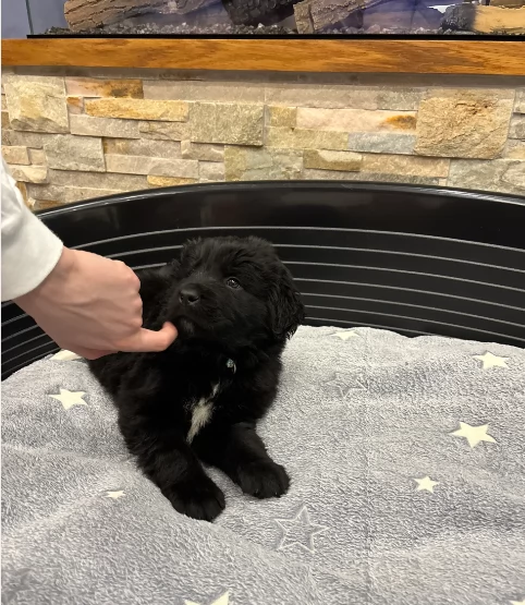 Adozione di du Terranova cuccioli