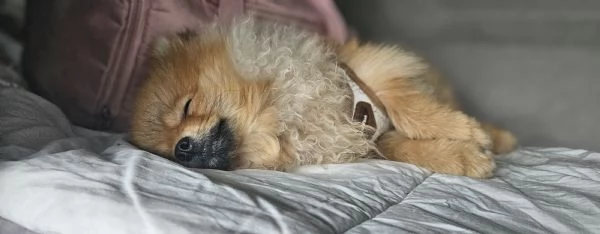 Spitz nano tedesco  | Foto 1