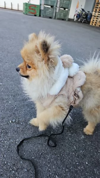 Spitz nano tedesco  | Foto 0