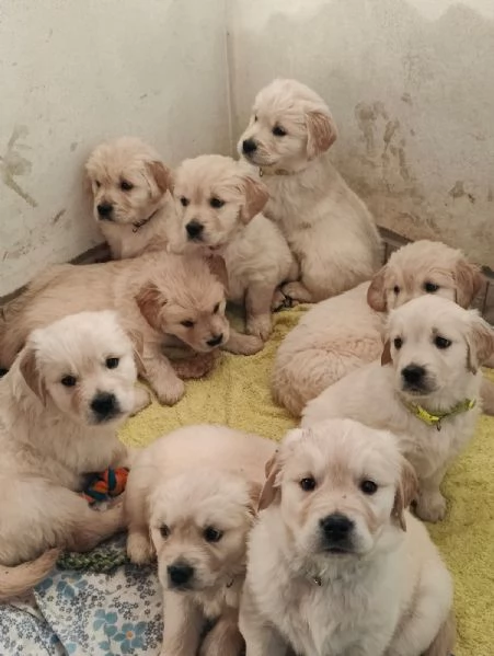 Cuccioli Golden Retriver