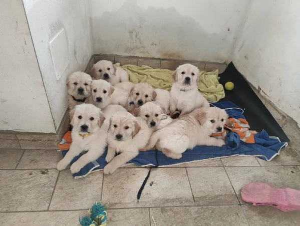 Cuccioli Golden Retriver | Foto 1