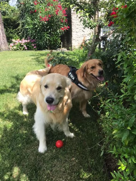 Cuccioli Golden Retriver | Foto 0