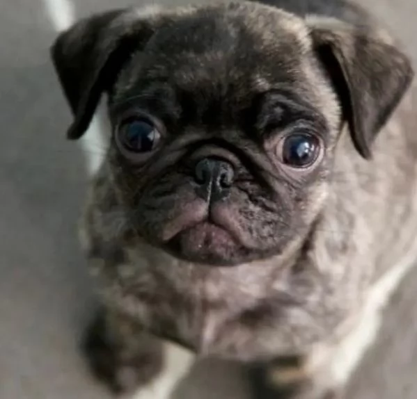 La baia dei cuccioli 