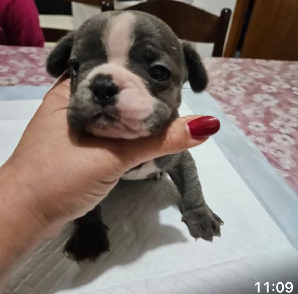 La baia dei cuccioli  | Foto 5