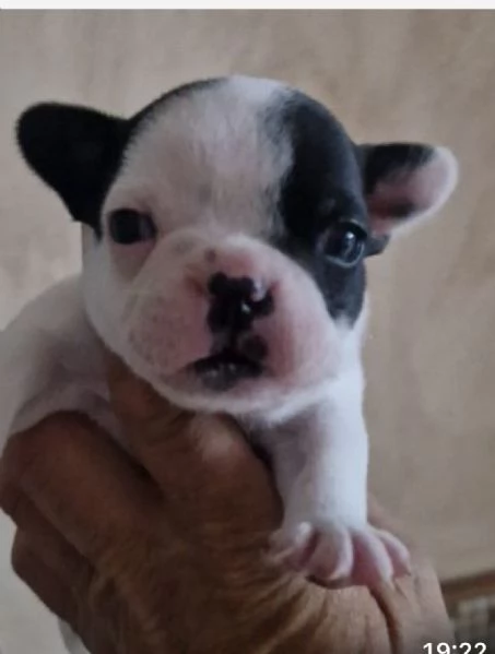 La baia dei cuccioli  | Foto 3