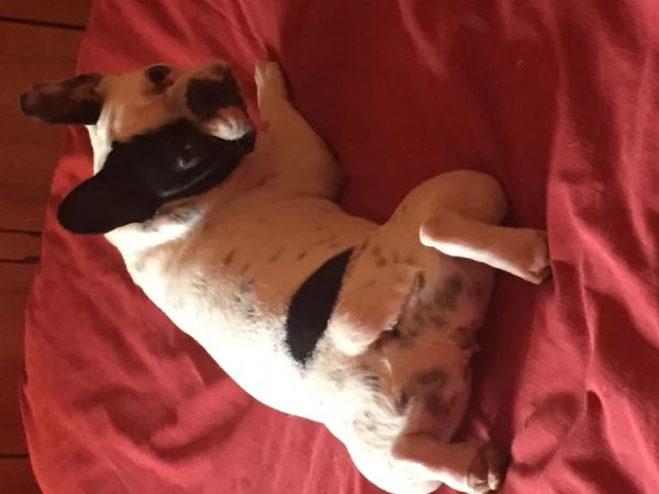 La baia dei cuccioli  | Foto 1